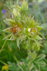 Potentilla valderia