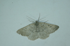 Gnophos obfuscata