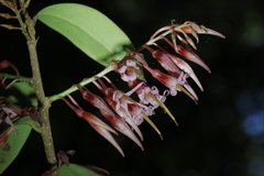 Agapetes lobbii