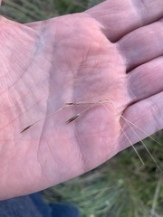 Austrostipa flavescens