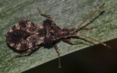 Centrocoris variegatus