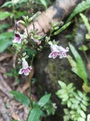 Asystasia travancorica