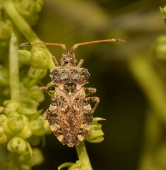 Centrocoris variegatus