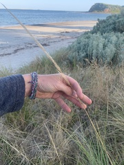 Austrostipa flavescens