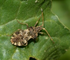 Centrocoris variegatus