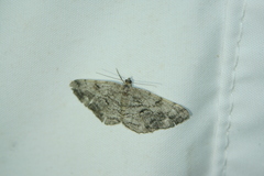 Peribatodes secundaria