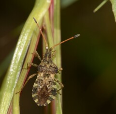 Centrocoris variegatus