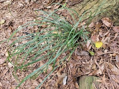 Liriope graminifolia