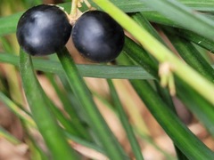 Liriope graminifolia