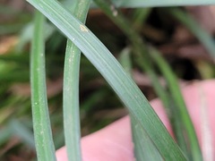Liriope graminifolia