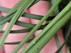 Liriope graminifolia