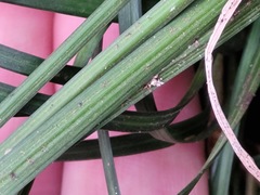 Liriope graminifolia