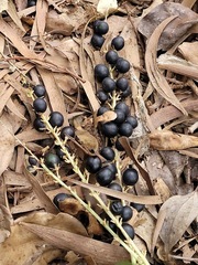 Liriope graminifolia