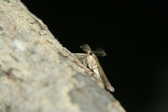 Peribatodes secundaria