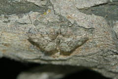 Peribatodes secundaria