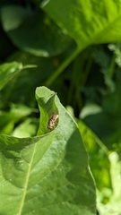 Brachycera