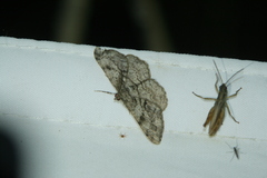 Peribatodes secundaria