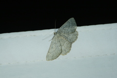 Gnophos obfuscata