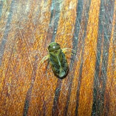 Nepomorpha