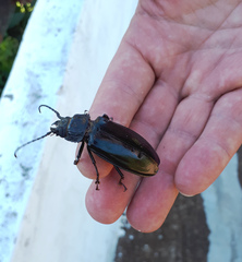 Mallodon spinibarbis