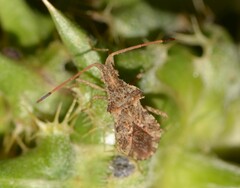 Centrocoris variegatus