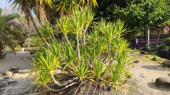 Dracaena