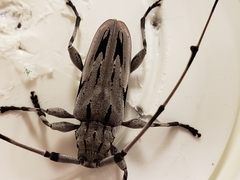 Acanthocinus nodosus