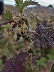 Urtica ferox