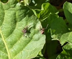 Xysticus