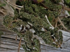 Urtica ferox