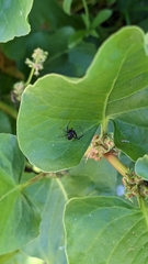 Xysticus