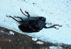Mallodon spinibarbis