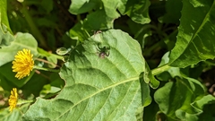 Xysticus