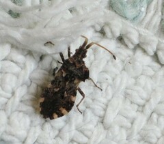 Centrocoris variegatus