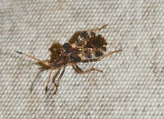 Centrocoris variegatus