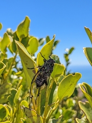 Amphipsalta