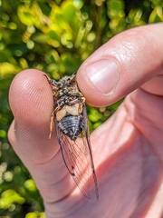 Amphipsalta
