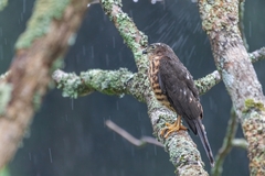 Accipiter minullus