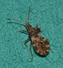 Centrocoris variegatus
