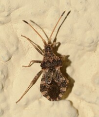 Centrocoris variegatus