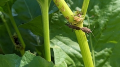 Dicranocephalus agilis