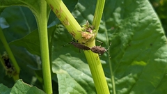 Dicranocephalus agilis