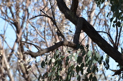 Melithreptus brevirostris