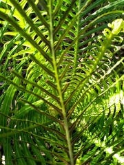 Blechnum brasiliense
