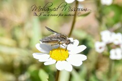 Conophorus virescens