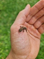Hemidactylus mabouia