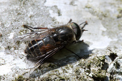 Hybomitra bimaculata