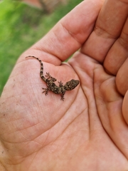 Hemidactylus mabouia