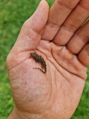 Hemidactylus mabouia