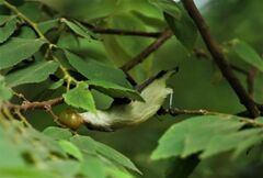 Dicaeum erythrorhynchos